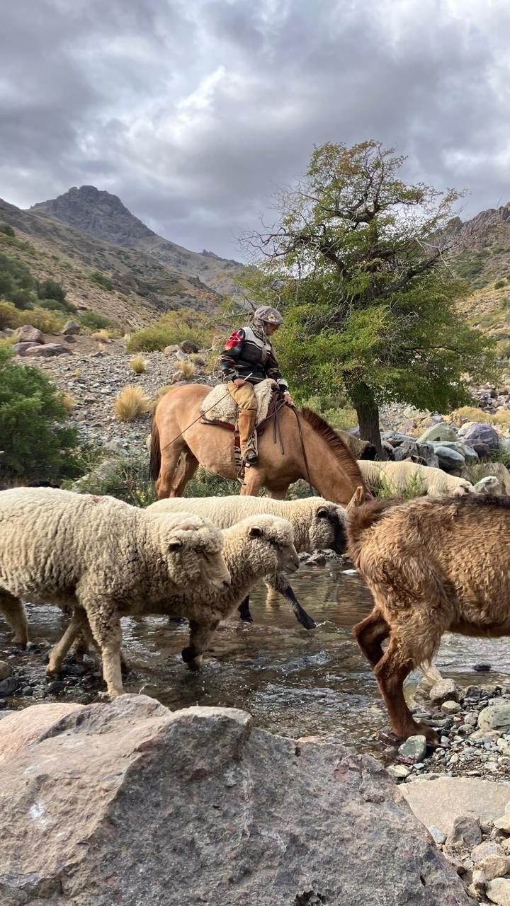Arriero cruzando un arroyo junto al piño de animales